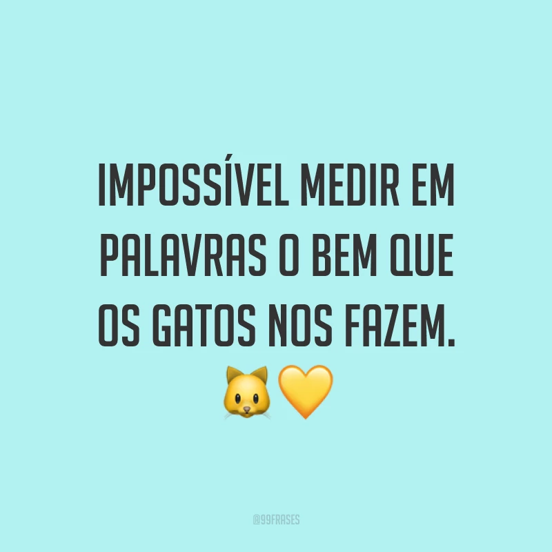 Impossível medir em palavras o bem que os gatos nos fazem. 🐱💛