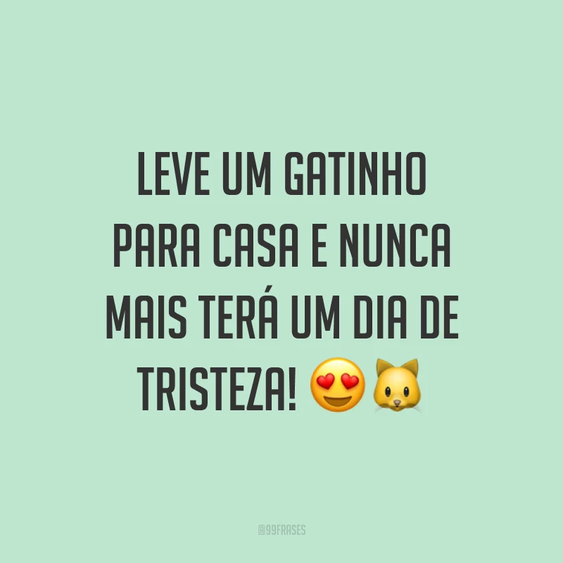 Leve um gatinho para casa e nunca mais terá um dia de tristeza! 😍🐱