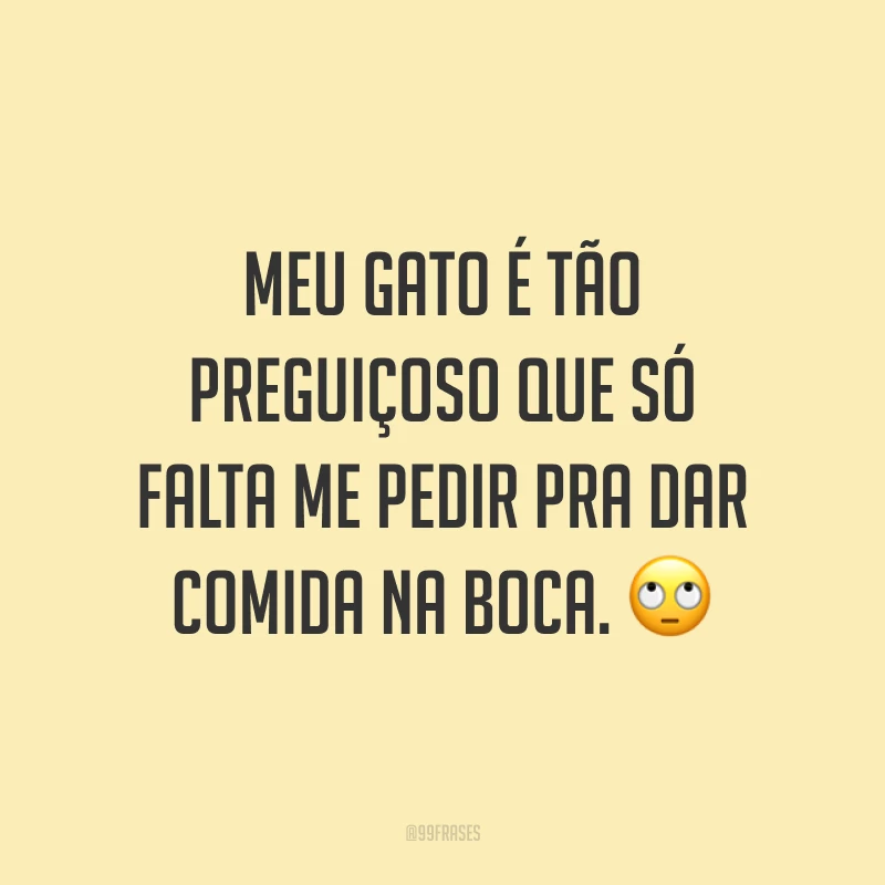 Meu gato é tão preguiçoso que só falta me pedir pra dar comida na boca. 🙄