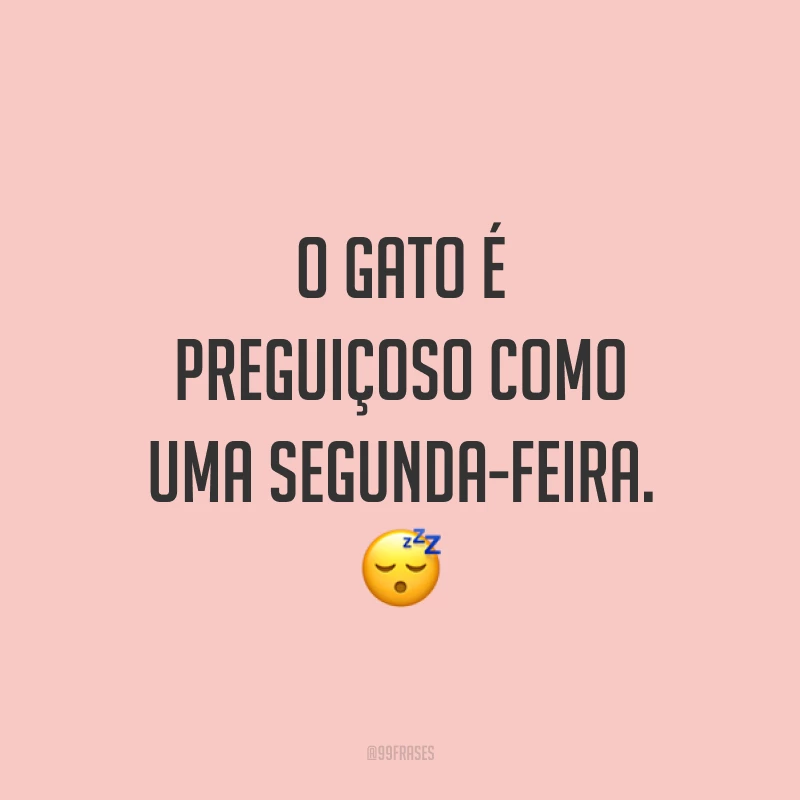 O gato é preguiçoso como uma segunda-feira. 😴
