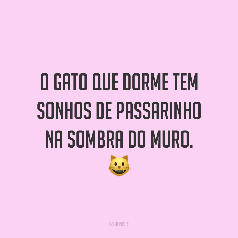 O gato que dorme tem sonhos de passarinho na sombra do muro. 😺