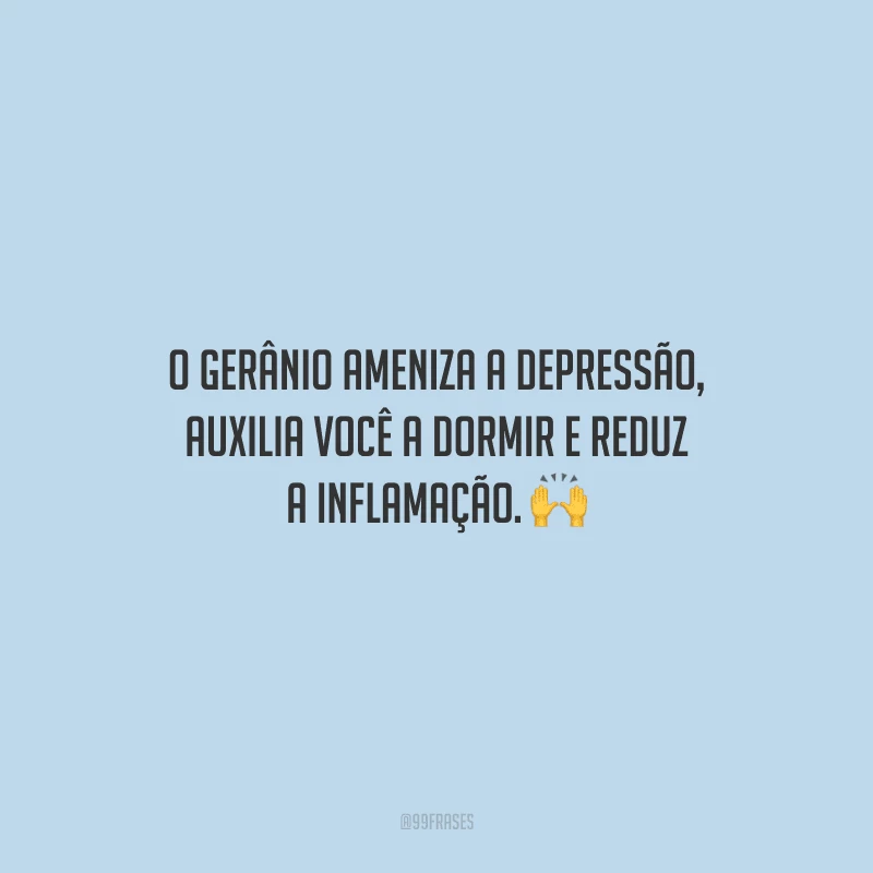 O gerânio ameniza a depressão, auxilia você a dormir e reduz a inflamação.