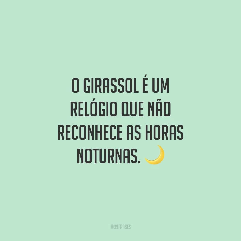O girassol é um relógio que não reconhece as horas noturnas.