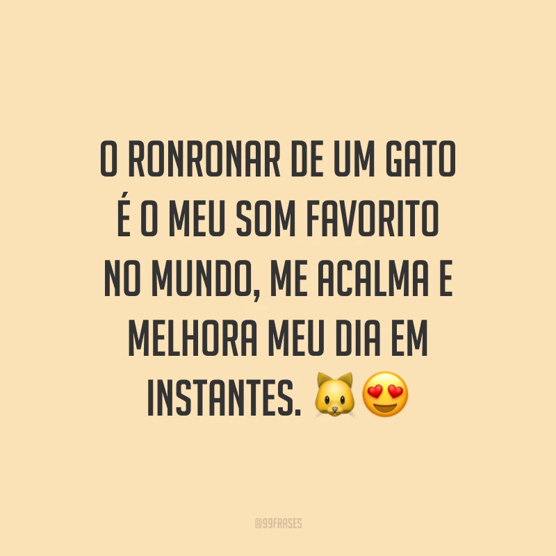 O ronronar de um gato é o meu som favorito no mundo, me acalma e melhora meu dia em instantes. 🐱😍