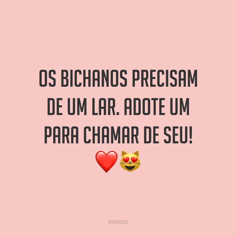 Os bichanos precisam de um lar. Adote um para chamar de seu! ❤️😻