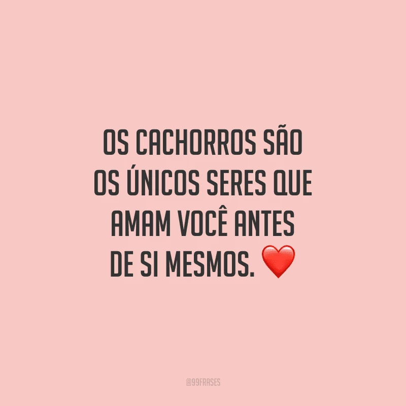 Os cachorros são os únicos seres que amam você antes de si mesmos.