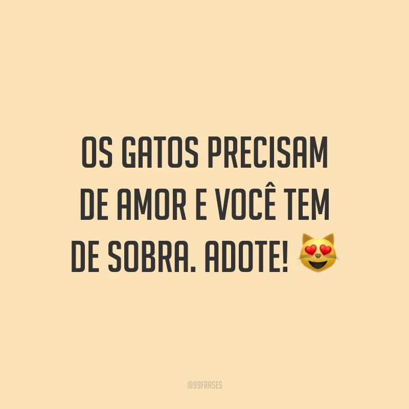 Os gatos precisam de amor e você tem de sobra. Adote! 😻