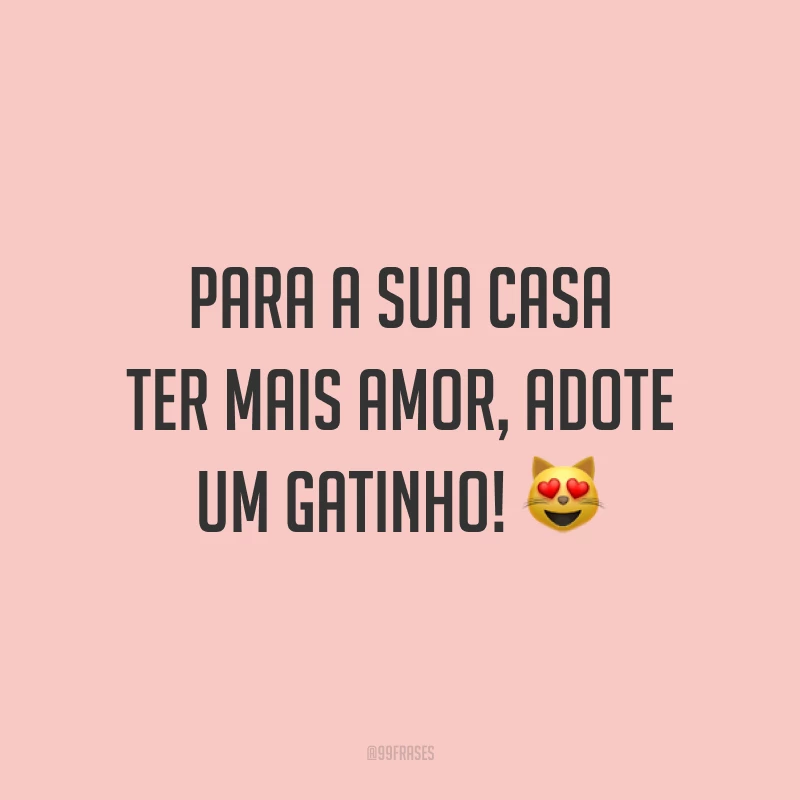 Para a sua casa ter mais amor, adote um gatinho! 😻