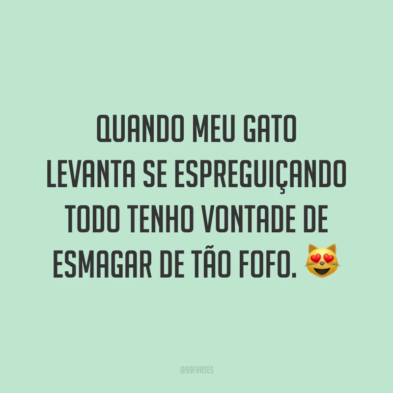 Quando meu gato levanta se espreguiçando todo tenho vontade de esmagar de tão fofo. 😻