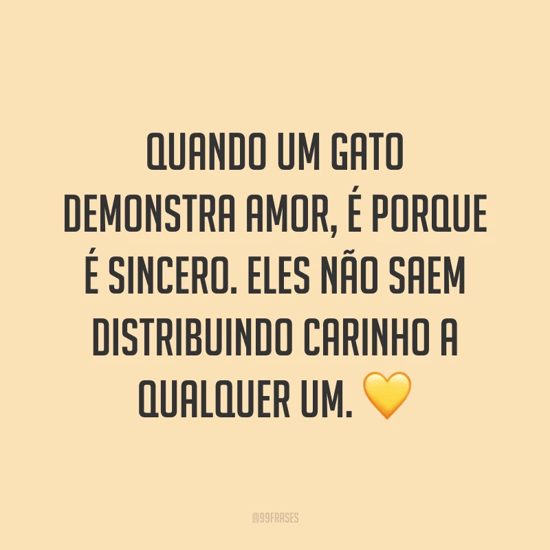 Quando um gato demonstra amor, é porque é sincero. Eles não saem distribuindo carinho a qualquer um. 💛