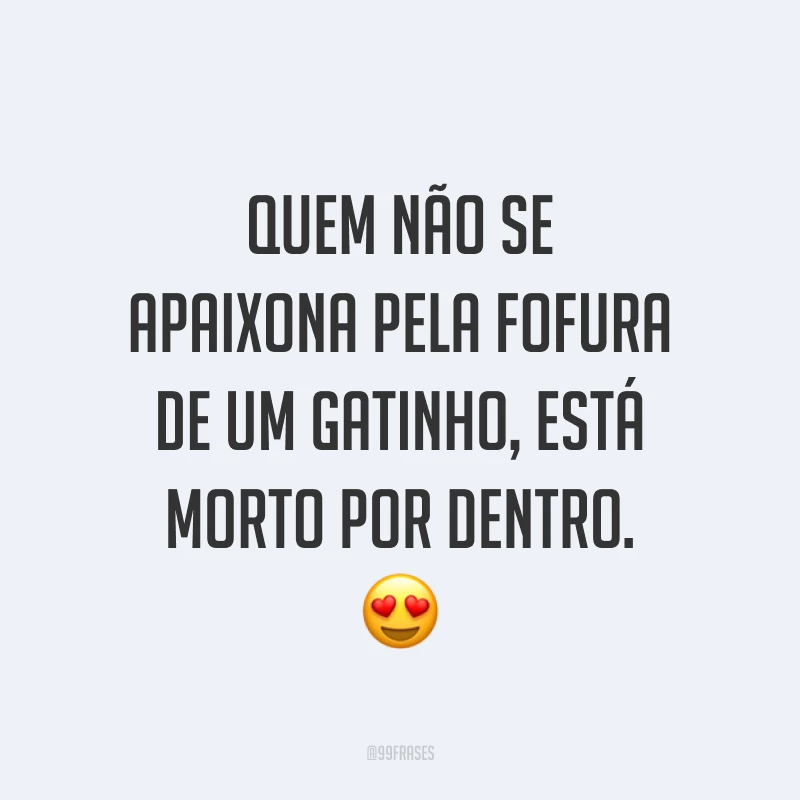 Quem não se apaixona pela fofura de um gatinho, está morto por dentro. 😍