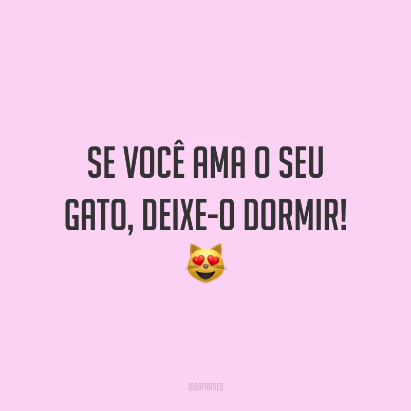 Se você ama o seu gato, deixe-o dormir! 😻