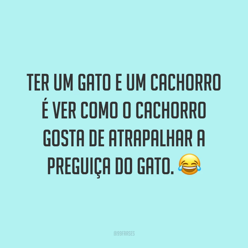 Ter um gato e um cachorro é ver como o cachorro gosta de atrapalhar a preguiça do gato. 😂