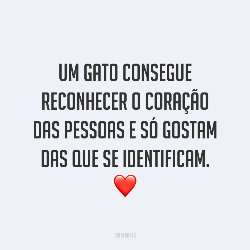 Um gato consegue reconhecer o coração das pessoas e só gostam das que se identificam. ❤️